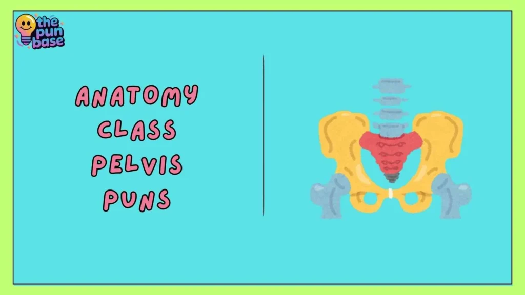 Anatomy Class Pelvis Puns