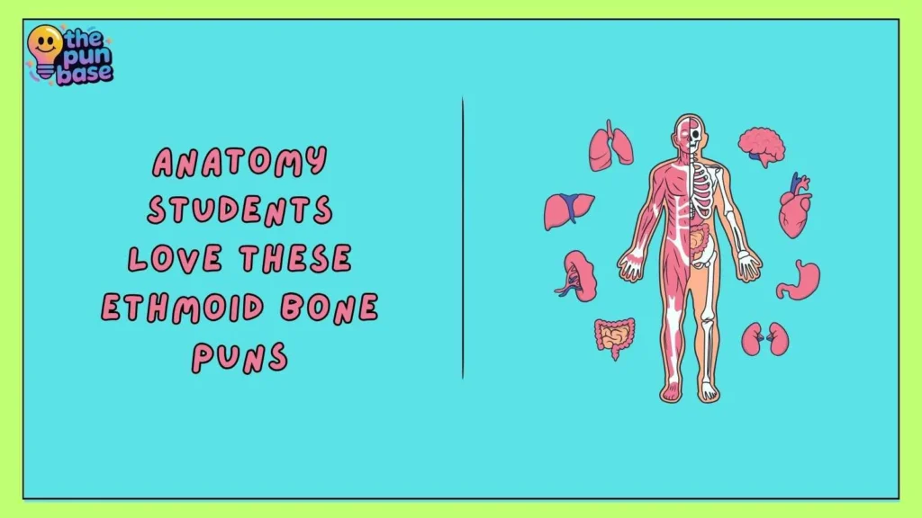 Anatomy Students Love These Ethmoid Bone Puns