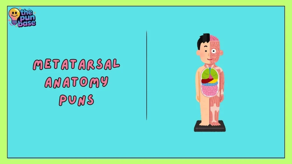 Metatarsal Anatomy Puns
