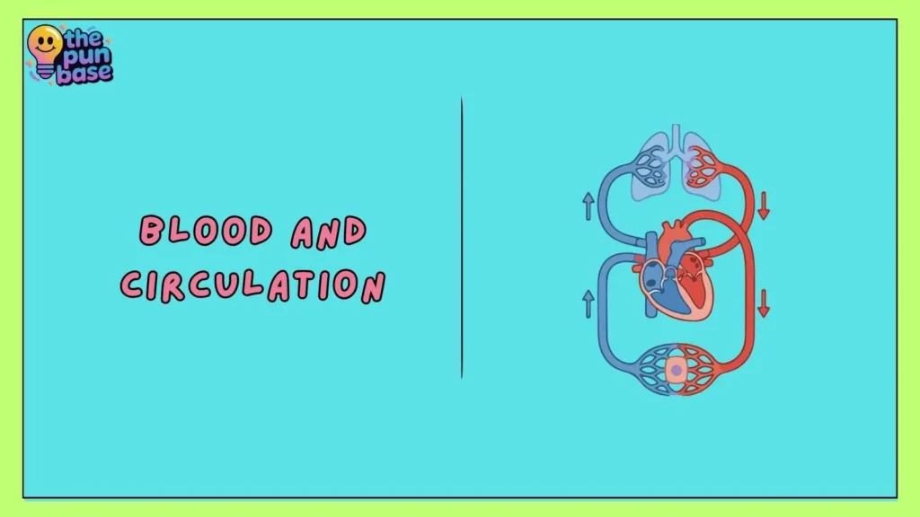 Blood and Circulation