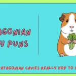 Patagonian Cavy Puns